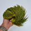 Whiting Exclusive Grizzly Hen Cape in Fl.Yellow Chartreuse